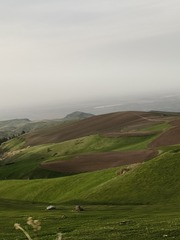 1000036312