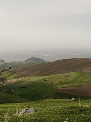 1000036316
