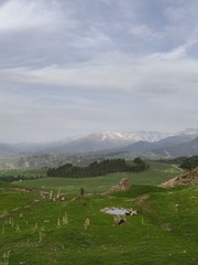 1000036229