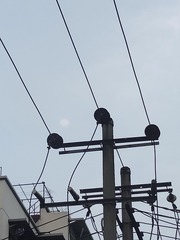 1000028068
