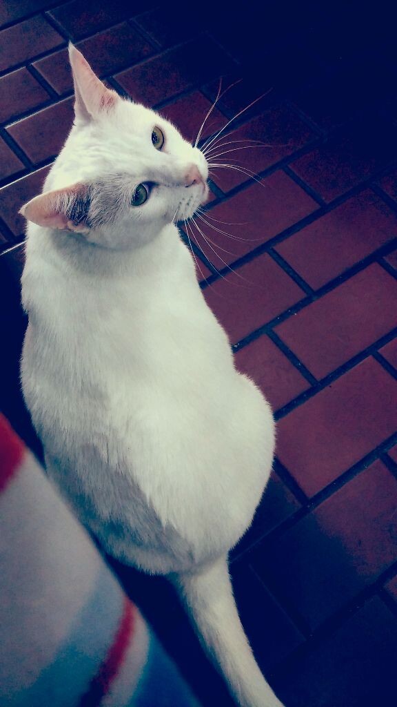 蓝眼睛和绿眼睛
