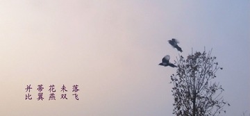 比翼双飞