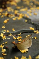 桂花落