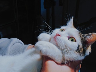 13114