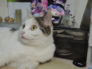 13096