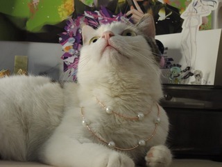 13098