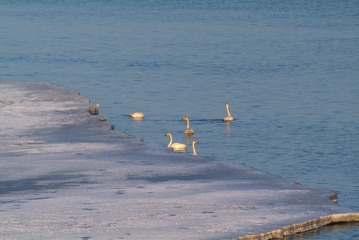 2005天鹅029