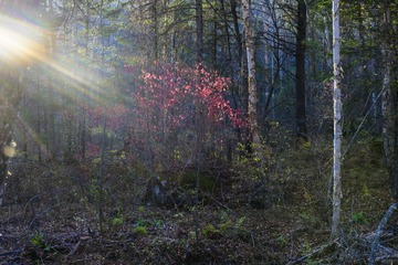 _SUN0287