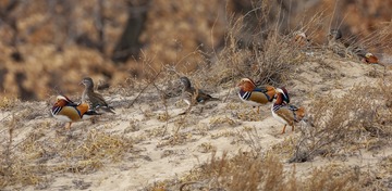 DSC_5253-Pano