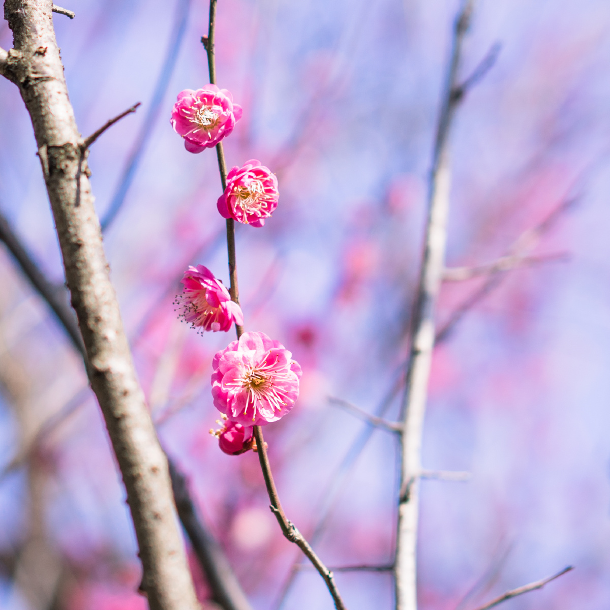 临海长城上的梅花