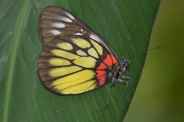 DSC_0233.JPG
