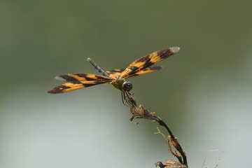 DSC_0283.JPG