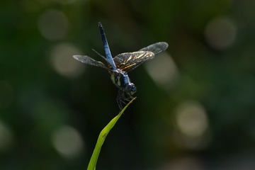 DSC_0332.JPG