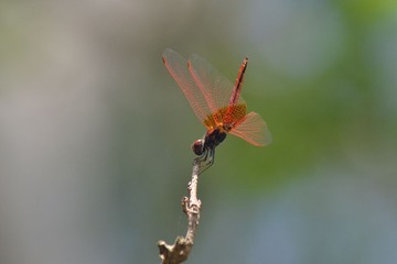 猩红蜻蜓 (35).JPG