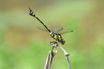 大团扇春蜓 (13).JPG
