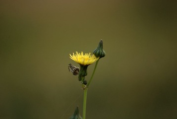 DSC03354.jpg