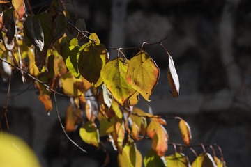 DSC_2327.JPG