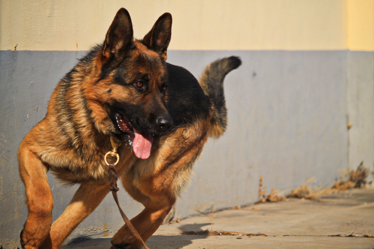 兜兜王1005 - 图虫网 - 优质摄影师交流社区