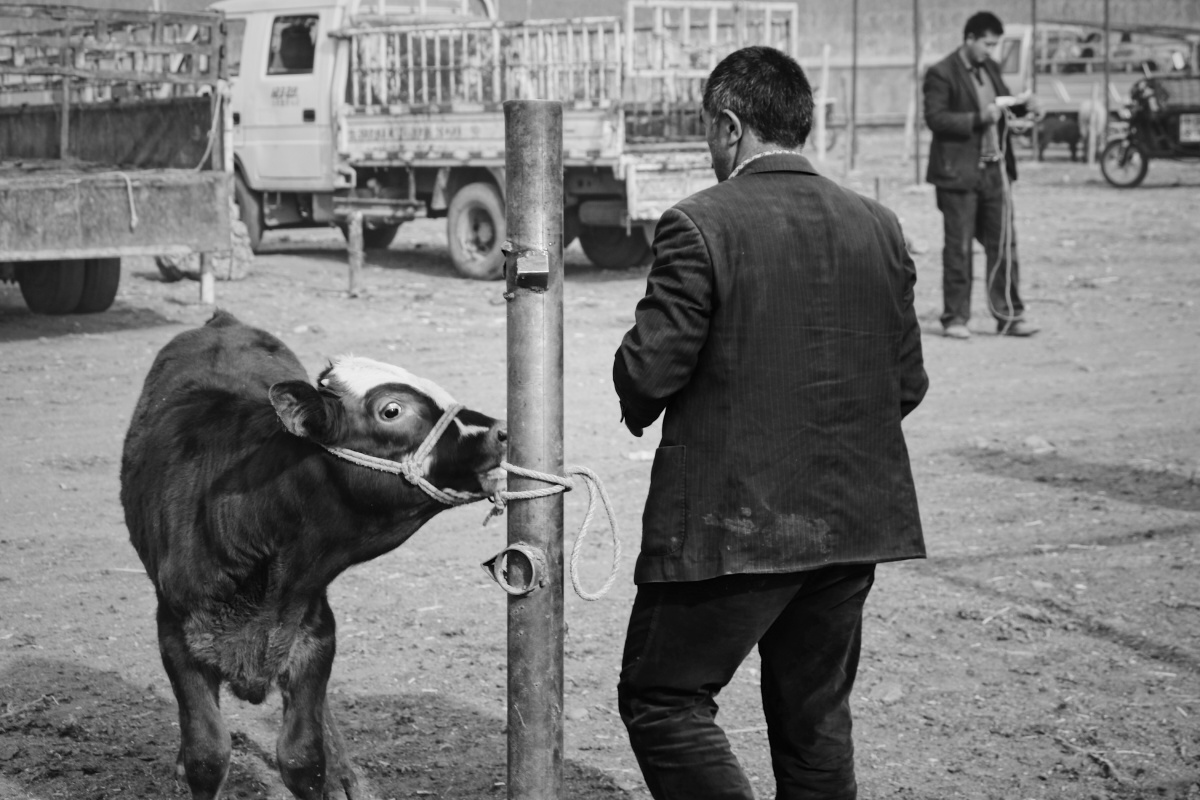 集市里一头被拴在铁柱上的牛,它的眼神有多强烈就表达了它有多想挣脱