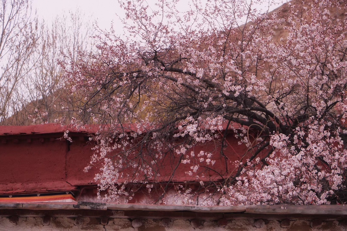 【寺庙桃花】