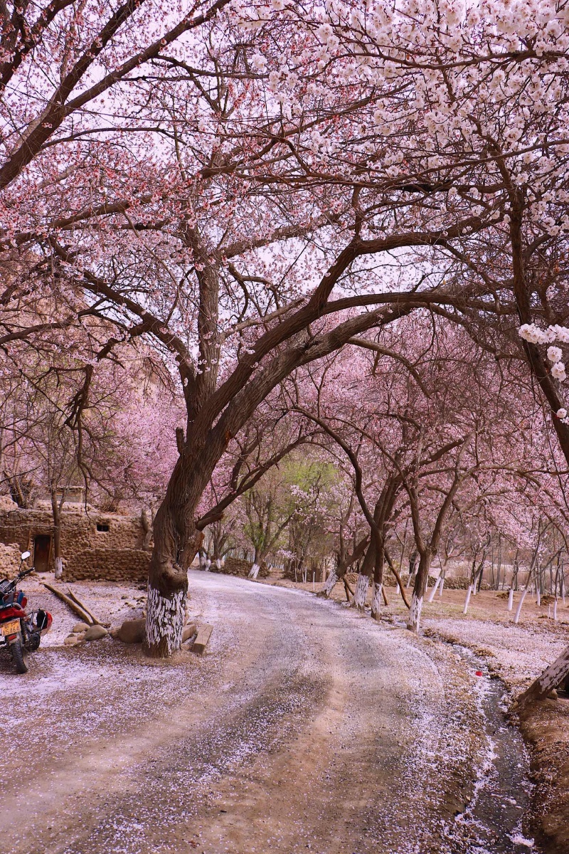 下了一场杏花雨,拍摄于新疆大同乡杏花村.