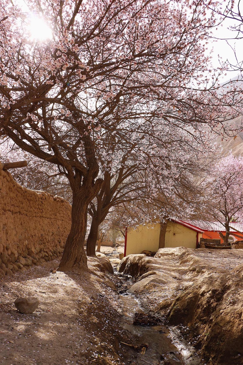 【帕米尔高原上的春天】