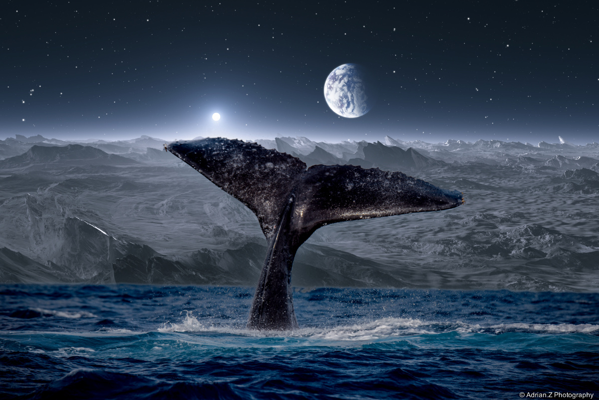 鲸益求惊鲸鱼治尾拍打海浪的瞬间