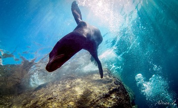 sea lion (2)