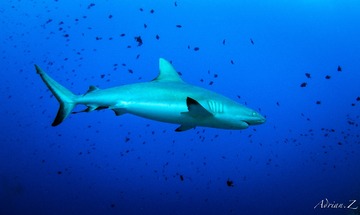 shark 2