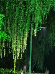 1000371036