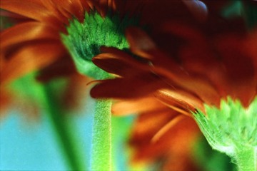 IMG_0011 (2)