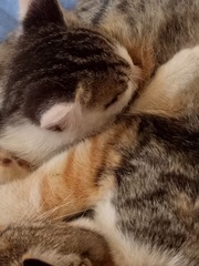 366332