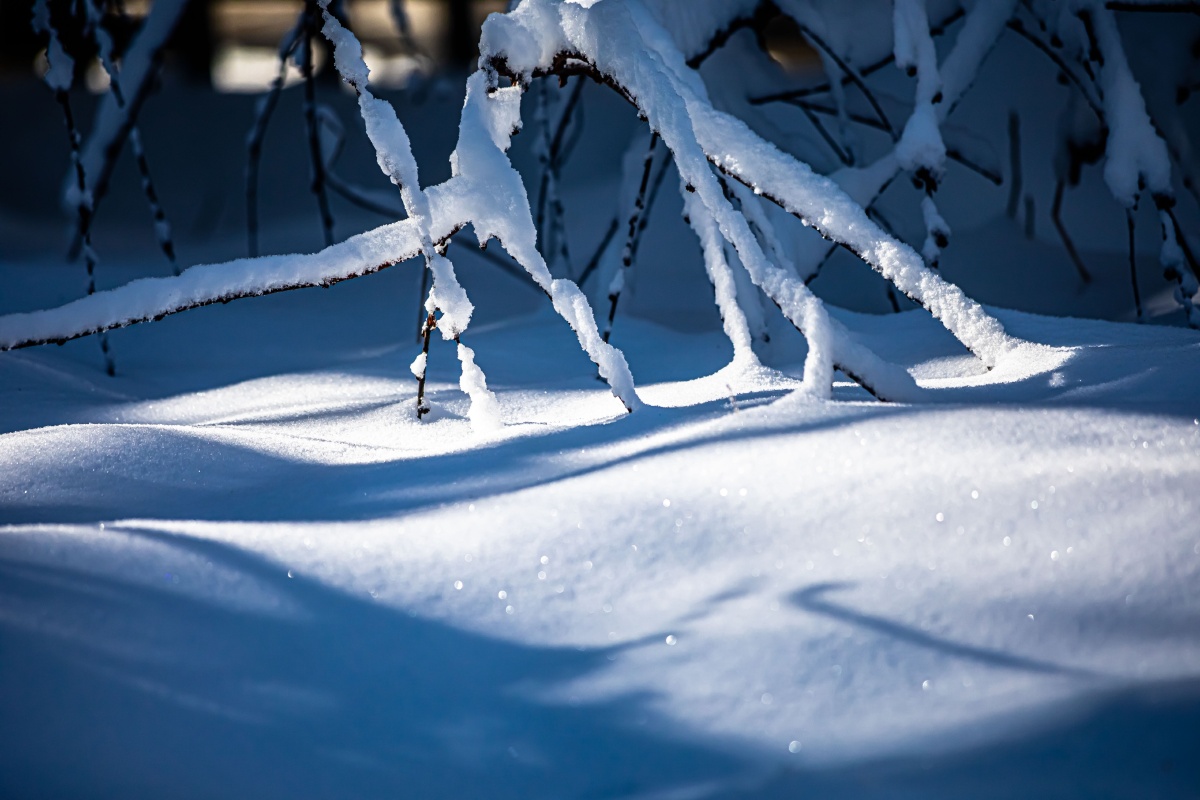 初冬雪济南大明湖