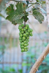 DSC_8255.jpg
