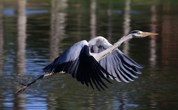6273