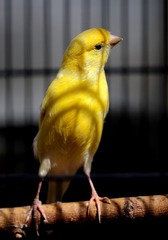 4236