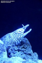 nEO_IMG_DSC9307.jpg