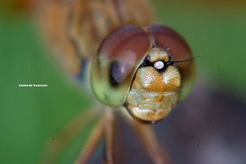 DSC00508_副本.jpg