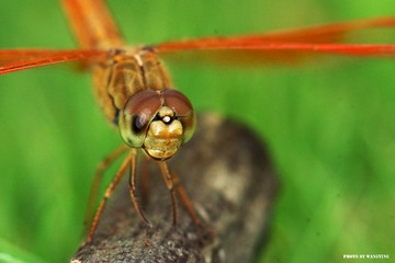 DSC00510_副本.jpg