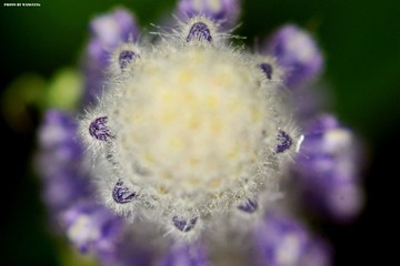 DSC00412_副本.jpg