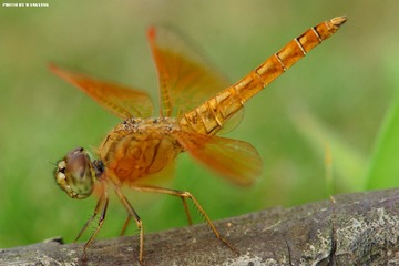 DSC00432_副本.jpg