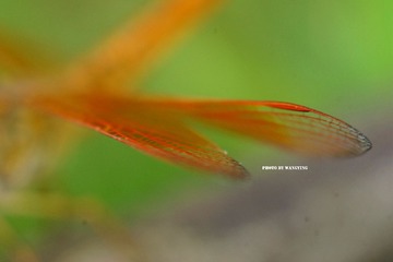 DSC00443_副本.jpg