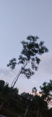 1000011684