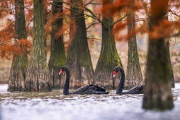 14121