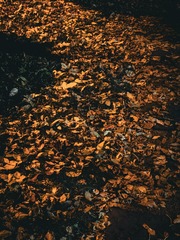 1000067305