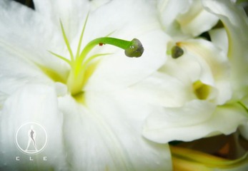 12 花欲 张家玮.JPG
