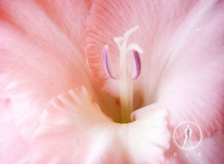 13 花欲 张家玮.JPG