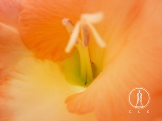 19 花欲 张家玮.JPG