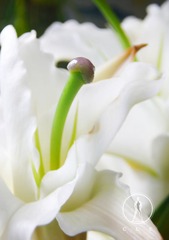 11 花欲 张家玮.JPG