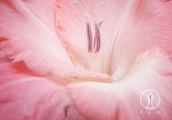 14 花欲 张家玮.JPG